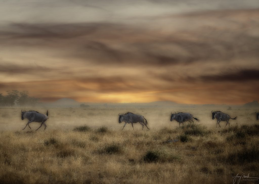 Kenya Amboseli National Park WILDEBEST Running (2023) No.2307121287